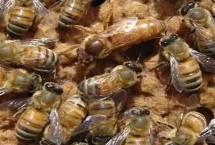 </strong><strong>蜂螨会危害意蜂蜂群吗，是主要的体外寄生虫