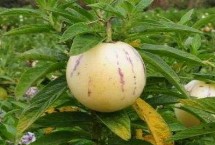 江油市简介，江油附子是著名特产之一