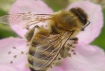 中蜂仓王怎么分辨，中蜂为我国独有的当家品种