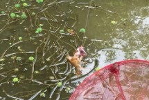 钓龙虾的适宜时间，5月份早上8-9点、下午3-4点适合作钓