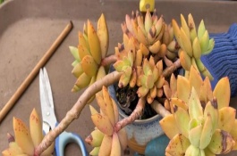 养多肉用陶盆和瓷盆的区别，可以更换但要避免根系和叶片受损