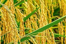 圳两优2018水稻栽培技术要点，4月中下旬播种