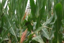 FY2001玉米栽培技术要点，适宜播种期6月上中旬