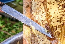 中蜂秋繁何时加脾，暖和天气要在傍晚取蜜