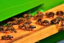 蜜蜂几月份喂越冬糖好，要制成糖浆后再饲喂