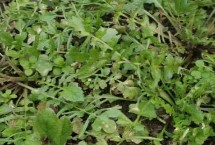 荠菜的浇水频率，保持土壤湿润即可