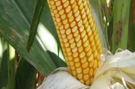禾糯8号玉米栽培技术要点，4月中上旬播种