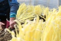荆家四色韭黄，产地较多各具特色