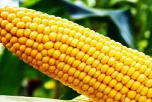 ST1819玉米栽培技术要点，出苗至成熟127天