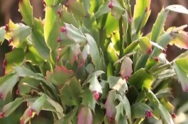 蟹爪兰如何修剪开花多，春秋季节每隔4天浇一次水