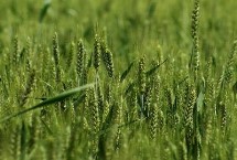 旺丰6号小麦栽培技术要点，该品种属冬性品种