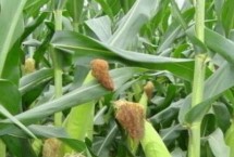 万育808玉米栽培技术要点，经鉴定中抗大斑病