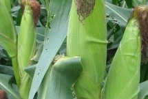 中兴11玉米栽培技术要点，适宜在肥力中上等的地块种植