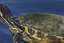 生活习性，是水栖龟类