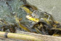 黄颡鱼有没有毒，需根据实际病情采取针对性措施