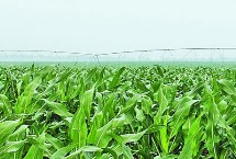 吉东78玉米栽培技术要点,中抗灰斑病