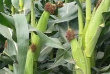 牧玉118玉米栽培技术要点，春播宜在4月上中旬播种