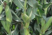 林玉18玉米栽培技术要点，开展好病虫害防治