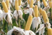 蠡玉45号玉米的特性，秋季平均生育期为98天