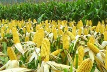 中甜401玉米栽培技术要点，中抗大斑病