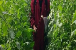 油菜菌核病症状，二者的防治方法不同