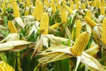 京科246玉米栽培技术要点，注意防治瘤黑粉病等易感病害