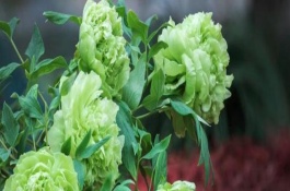 绿牡丹的花语，属于名贵的牡丹品种