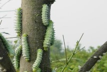 核桃树上的虫子是什么，常见虫子为樗蚕蛾