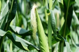 绿育9915玉米品种基本信息，绿育9915玉米种子特点