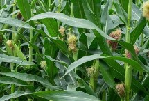 玉米锄草剂什么时候打，叶龄达到3-4叶后做分级处理