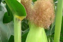 吉川985玉米栽培技术要点，适宜播种期4月下旬至5月上旬