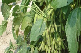 渝豆9号大豆栽培技术要点，春播全生育期99天左右