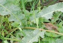 土大黄鉴别方法，属于蓼科、酸模属植物