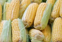 MC220玉米栽培技术要点，足墒播种