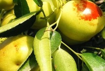 北方可以种什么品种的枣树，灰枣、金铃圆枣、临泽小枣、冬枣等任选