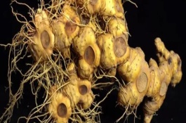 黄精如何食用，分为鸡头黄精、姜形黄精、滇黄精