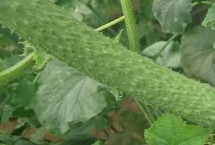 大肚黄瓜的防治措施，创造好的开花授粉条件是关键