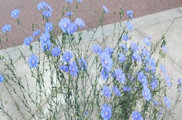 紫色满天星的花语，具有梦幻唯美、默默守护等含义