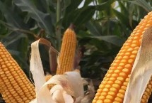 DF993玉米栽培技术要点，适宜播期4月下旬至5月上旬