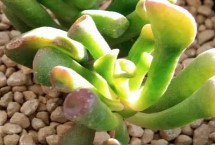 筒叶花月简介，是一种多肉观叶植物
