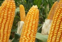 京紫糯318玉米栽培技术要点，中抗小斑病