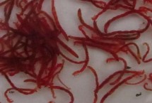 红虫的适钓鱼种，一般采用低温保存