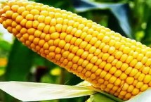 吉农大36玉米栽培技术要点，中熟品种