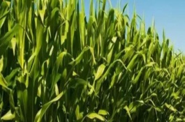 中农大751玉米栽培技术要点，中抗大斑病