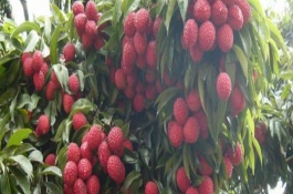 灵山荔枝品种，外皮深红、果肉较厚、具有较高的可食率