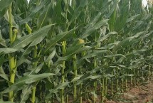东单1501玉米产量表现，可用作青贮玉米