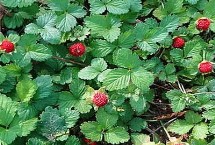 野草莓和蛇莓的区别，前茬作物不宜为蔷薇科类作物