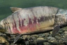 马哈鱼是三文鱼吗，是一种有鳞的鱼