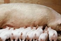 猪不吃食有什么土办法，可能是体内胎儿逐渐增长导致的