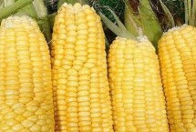 登海1996玉米栽培技术要点，亩种植密度4500株